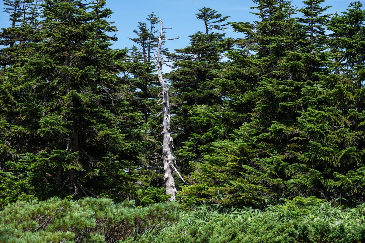 日本百名山　西吾妻山